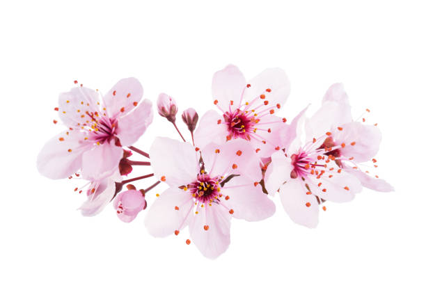 Cerezo