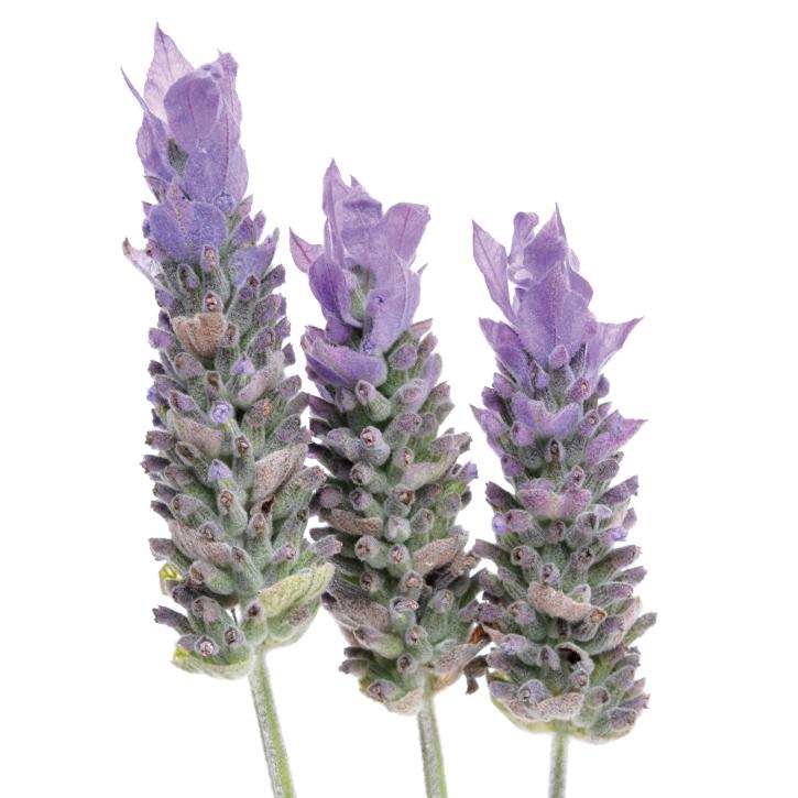 Lavanda